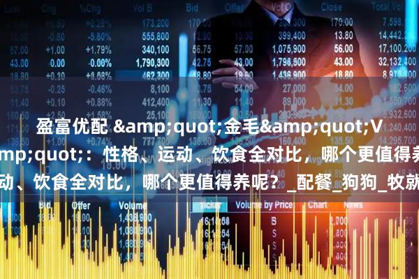 盈富优配 &quot;金毛&quot;VS&quot;边牧&quot;：性格、运动、饮食全对比，哪个更值得养呢？_配餐_狗狗_牧就
