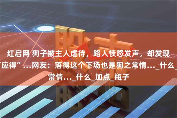 红启网 狗子被主人虐待，路人愤怒发声，却发现狗子“罪有应得”…网友：落得这个下场也是狗之常情…_什么_加点_瓶子