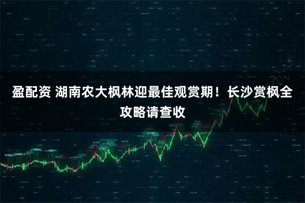 盈配资 湖南农大枫林迎最佳观赏期！长沙赏枫全攻略请查收